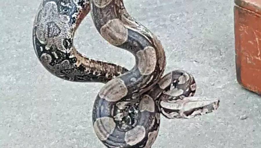 Jiboia de 1 metro e meio é capturada em residência em Muriaé