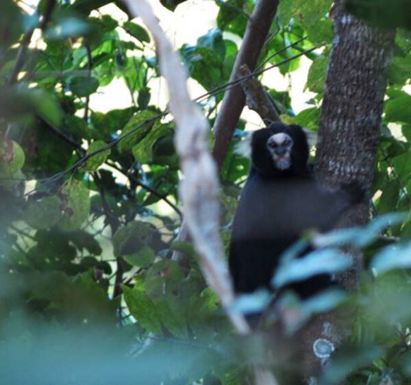 Um dos macacos mais ameaçados de extinção do mundo é encontrado em Leopoldina e região