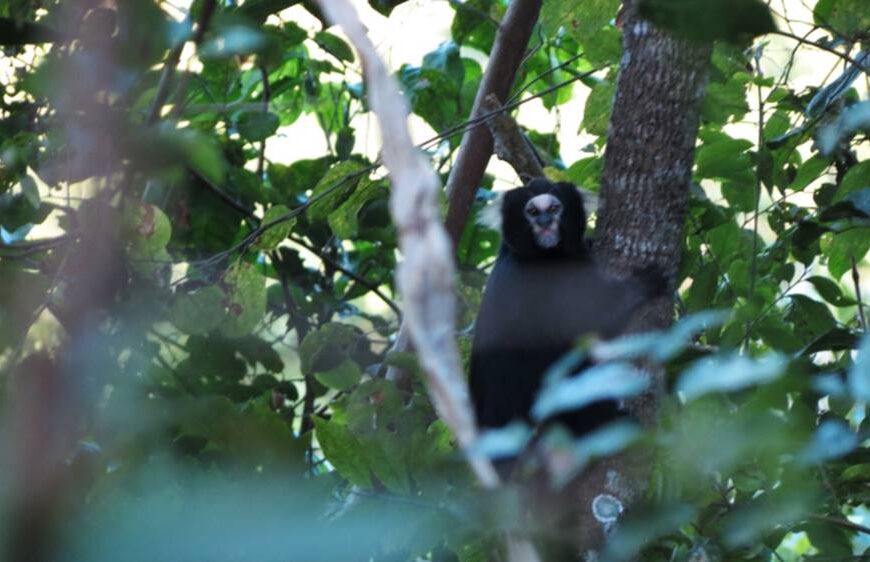 Um dos macacos mais ameaçados de extinção do mundo é encontrado em Leopoldina e região
