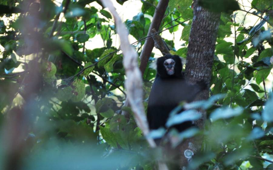 Um dos macacos mais ameaçados de extinção do mundo é encontrado em Leopoldina e região