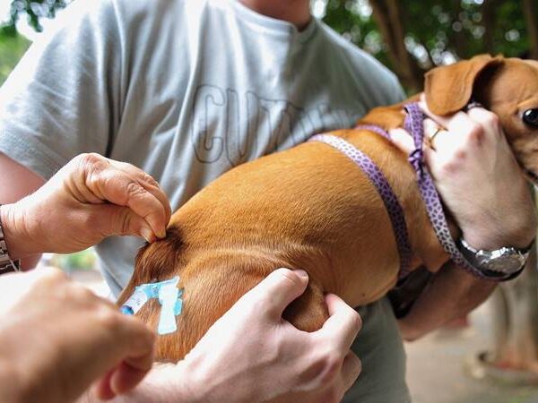 Dia D de Vacinação Antirrábica neste sábado em Leopoldina: confira locais e horários