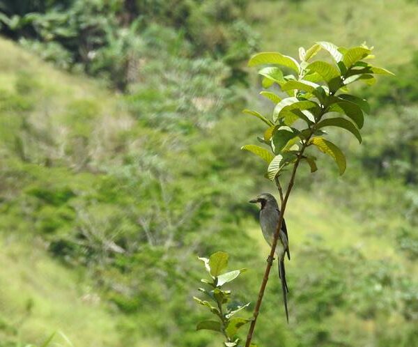 Plantio de mudas altas em áreas de reflorestamento favorece aumento da biodiversidade na região