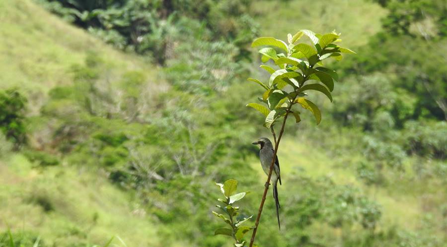 Plantio de mudas altas em áreas de reflorestamento favorece aumento da biodiversidade na região