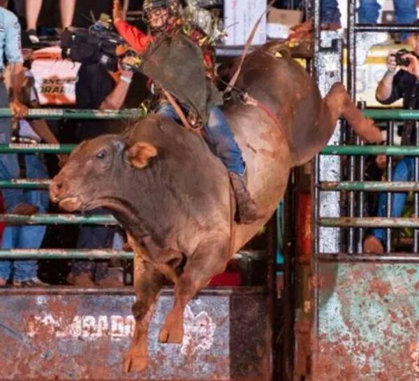 Em nova decisão, Justiça volta a permitir rodeios em Minas