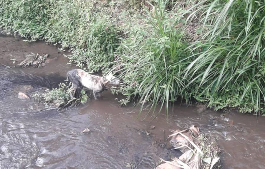 Cachorro é resgatado por bombeiros após cair em córrego em Leopoldina