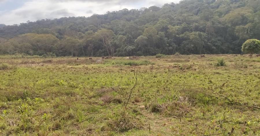 Crânio humano é encontrado por trabalhador rural em Muriaé