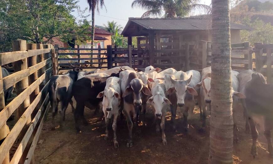 Polícia Civil recupera gado furtado em Recreio e prende receptador no Espírito Santo
