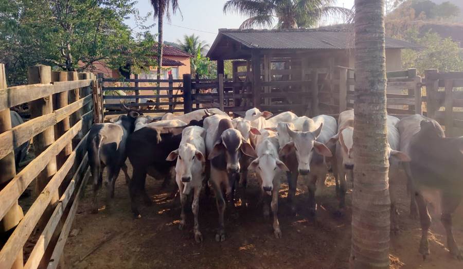 Polícia Civil recupera gado furtado em Recreio e prende receptador no Espírito Santo