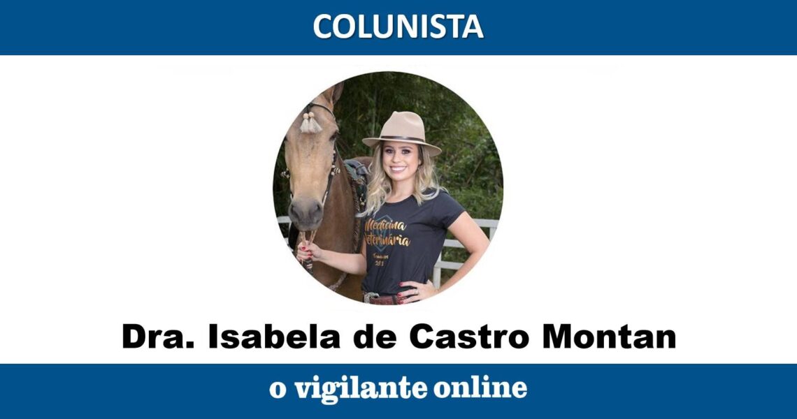 Principais cuidados com bezerro recém nascido | Por Dra. Isabela de Castro Montan