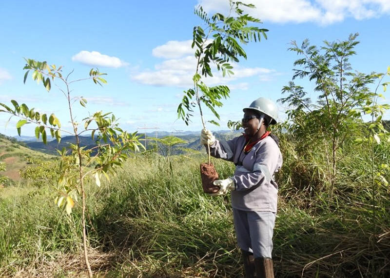 CBA abre novo edital de programa de reflorestamento ambiental voltado para produtores rurais da região