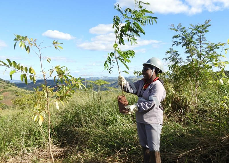 CBA abre novo edital de programa de reflorestamento ambiental voltado para produtores rurais da região