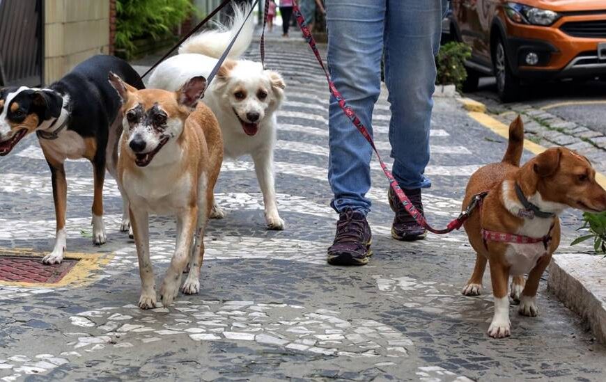 OAB Leopoldina realiza ‘Cãominhada’ neste sábado