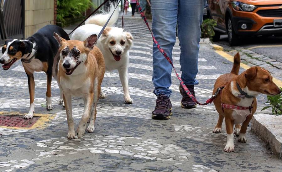 OAB Leopoldina realiza ‘Cãominhada’ neste sábado