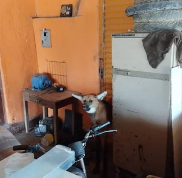 Morador encontra lobo-guará dentro de casa em Leopoldina