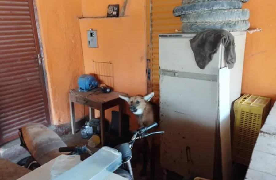 Morador encontra lobo-guará dentro de casa em Leopoldina