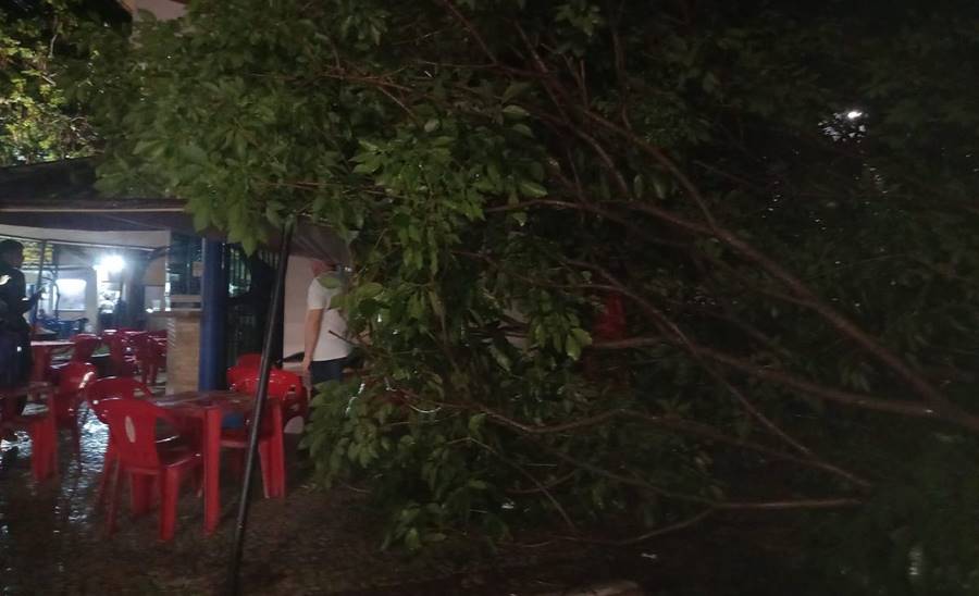 Árvore cai, arrasta fios de energia elétrica e danifica poste no Centro de Leopoldina
