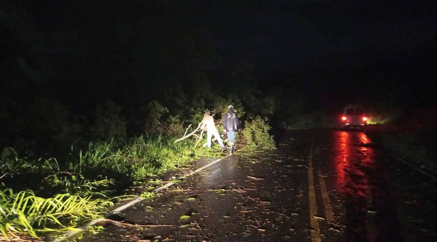 Defesa Civil registra queda de árvores após chuva em Leopoldina