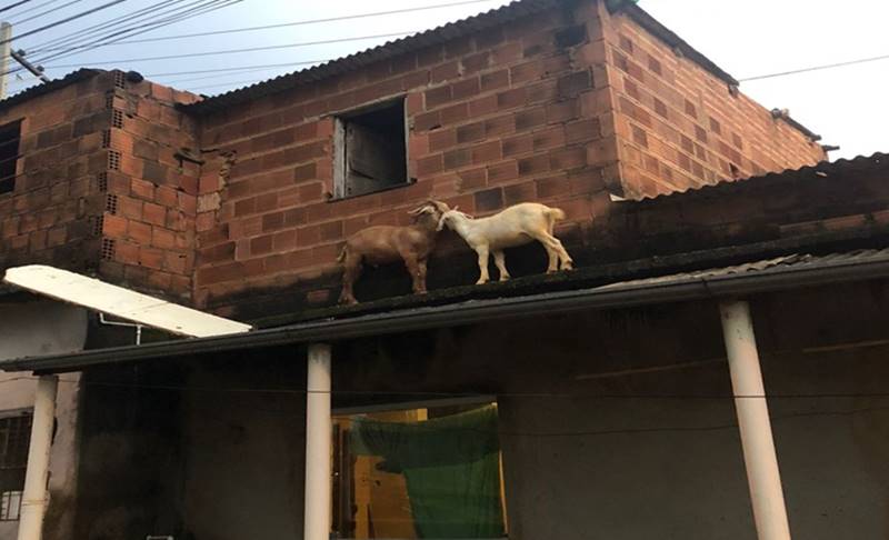 Corpo de Bombeiros realiza resgate inusitado de dois cabritos em telhado de casa em Muriaé