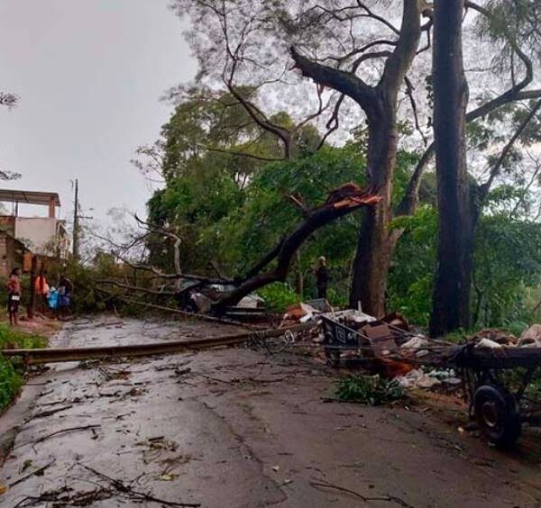 Temporal derruba árvores e postes em Cataguases