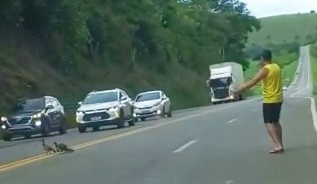 Motoristas param trânsito para família de ave atravessar rodovia em Leopoldina