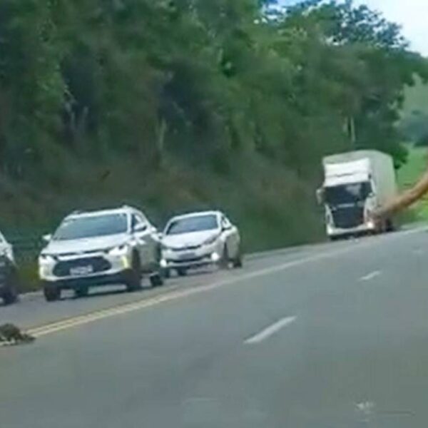 Motoristas param trânsito para família de ave atravessar rodovia em Leopoldina