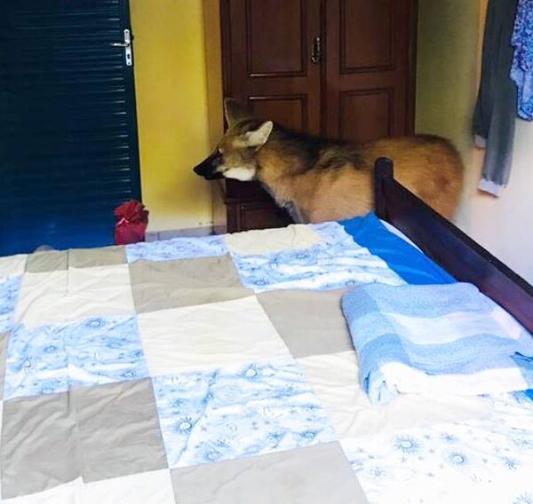 Lobo-guará é capturado dentro de casa na zona rural de Cataguases