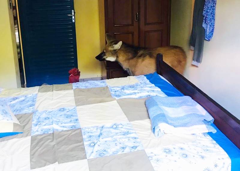 Lobo-guará é capturado dentro de casa na zona rural de Cataguases