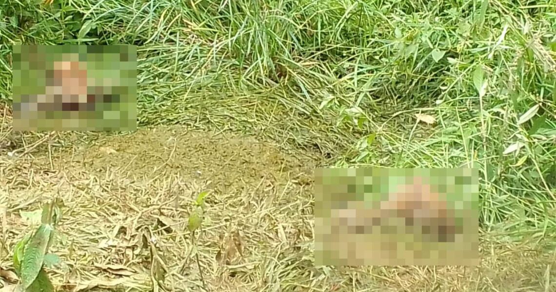 Propriedade é invadida e 3 bezerros são mortos no Vale do Sol