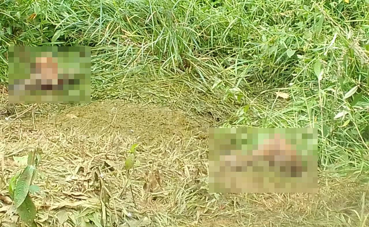 Propriedade é invadida e 3 bezerros são mortos no Vale do Sol