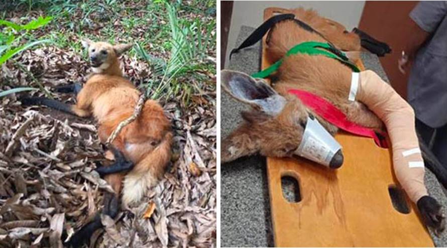 Lobo-guará ferido é resgatado em Astolfo Dutra