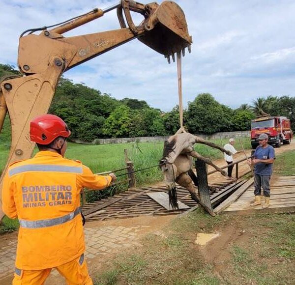 Bombeiros resgatam cavalo que ficou preso entre grades de mata-burro em Leopoldina