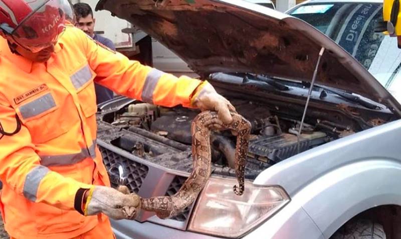 Jiboia é encontrada em filtro de ar de caminhonete em Muriaé