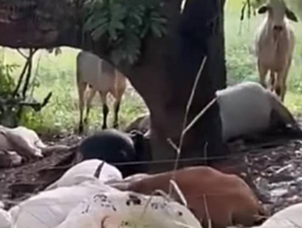 Raio mata 14 bois que estavam embaixo de árvore durante chuva próximo a São João Nepomuceno