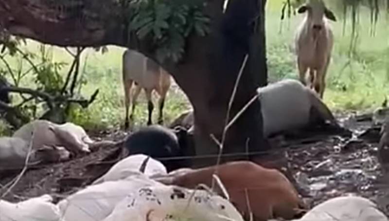 Raio mata 14 bois que estavam embaixo de árvore durante chuva próximo a São João Nepomuceno