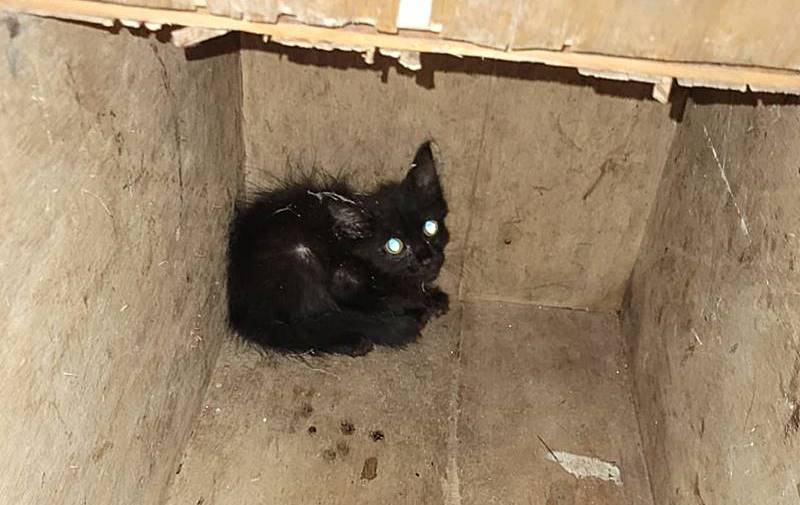 Bombeiros resgatam filhote de gato que ficou preso dentro de bueiro no Centro de Leopoldina