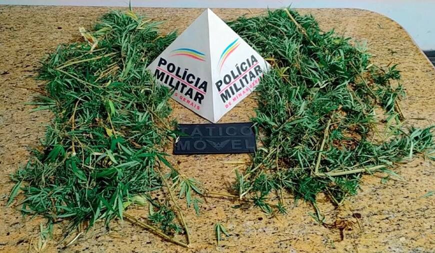 Denúncia de lesão corporal termina com apreensão de folhas de maconha pela PM em Leopoldina