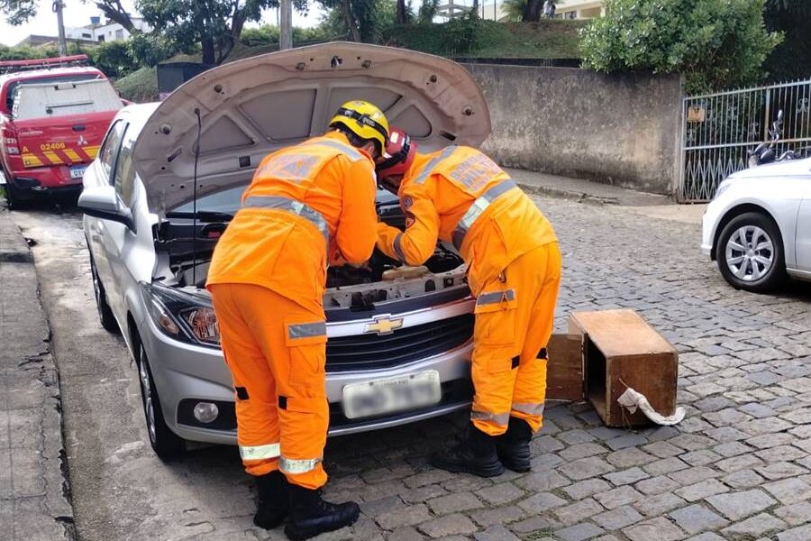 Ouriço-cacheiro é resgatado pelos bombeiros dentro de motor de carro em Leopoldina