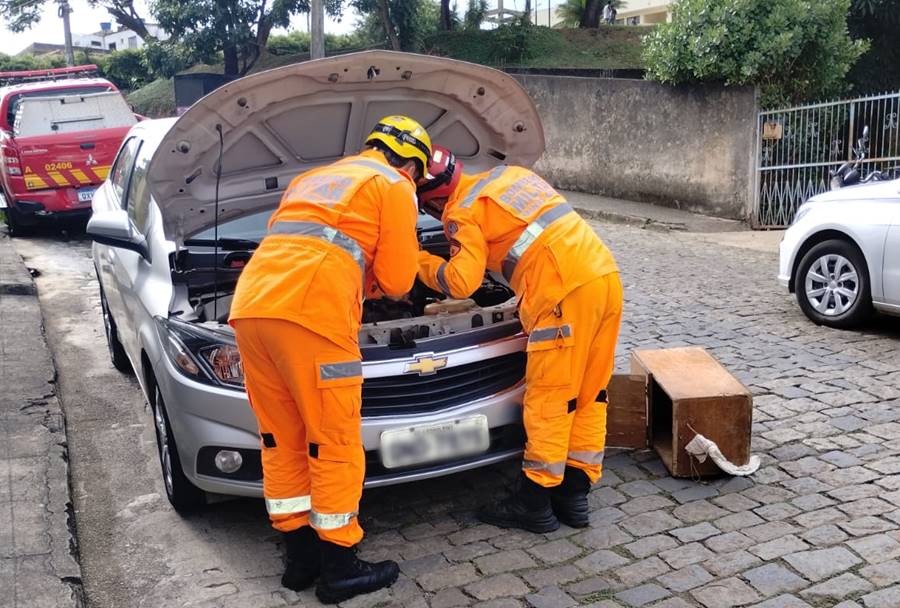 Ouriço-cacheiro é resgatado pelos bombeiros dentro de motor de carro em Leopoldina