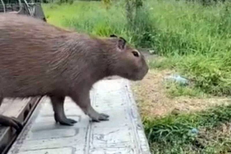 Bombeiros resgatam capivara que era apedrejada em Leopoldina