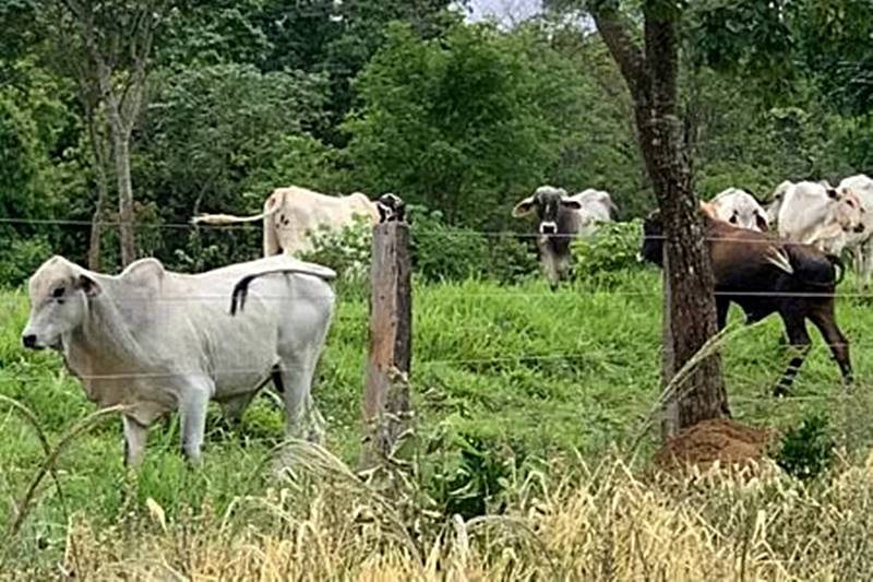 Dupla presa por furtar gado no Triângulo Mineiro levou animais para fazenda em Recreio