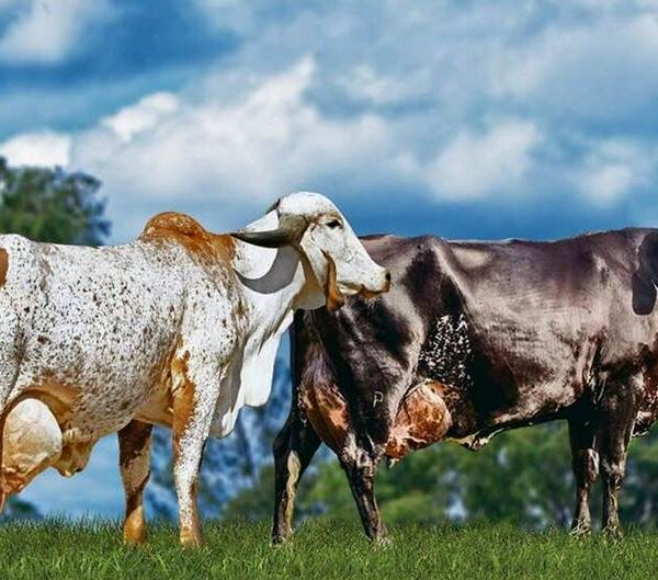 Leopoldina sedia Exposição Interestadual de Girolando e 1ª Exposição Ranqueada do Gir Leiteiro de 10 a 15 de abril