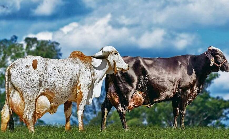 Leopoldina sedia Exposição Interestadual de Girolando e 1ª Exposição Ranqueada do Gir Leiteiro de 10 a 15 de abril