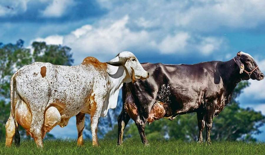 Leopoldina sedia Exposição Interestadual de Girolando e 1ª Exposição Ranqueada do Gir Leiteiro de 10 a 15 de abril