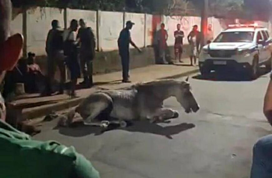 Homem é preso após ser flagrado agredindo com chutes e chicotadas cavalo em Leopoldina