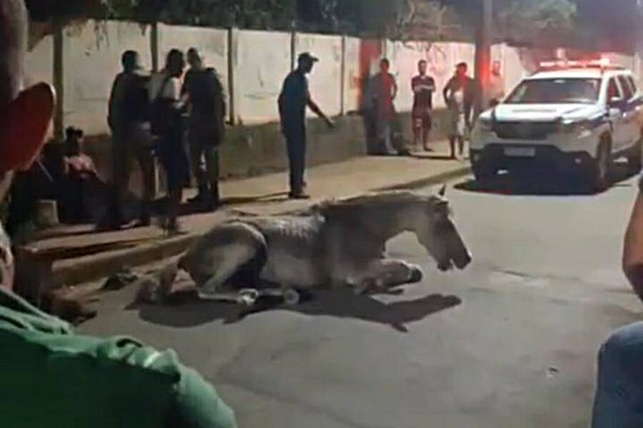 Homem é preso após ser flagrado agredindo com chutes e chicotadas cavalo em Leopoldina