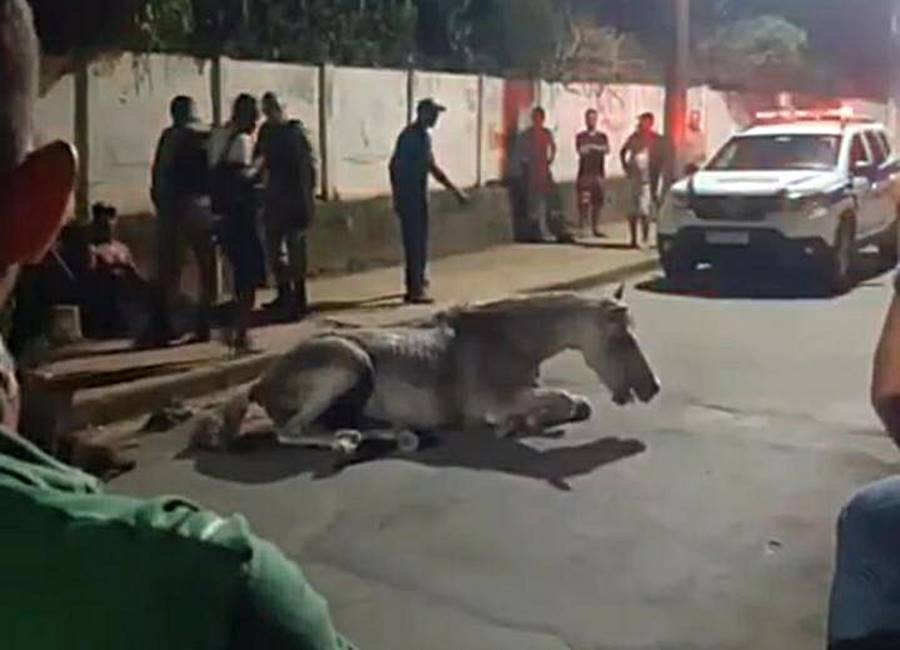 Homem é preso após ser flagrado agredindo com chutes e chicotadas cavalo em Leopoldina