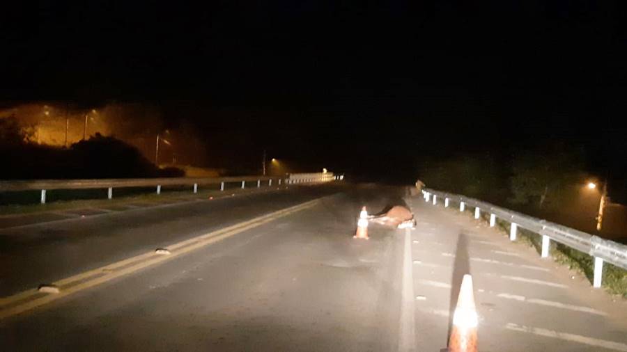 Cavalo solto na pista causa acidente no perímetro urbano da BR-116 em Leopoldina