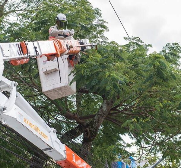 Ocorrências por vegetação na rede elétrica deixaram cerca de 300 mil clientes sem energia em 2022