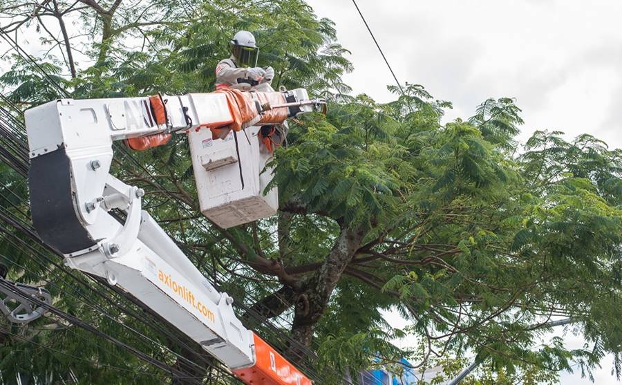 Ocorrências por vegetação na rede elétrica deixaram cerca de 300 mil clientes sem energia em 2022