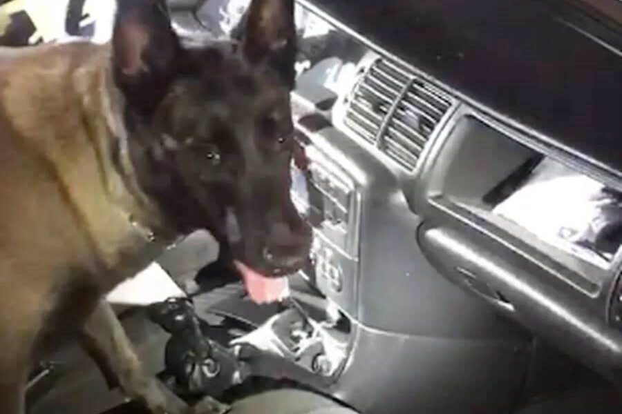 Com ajuda de cão farejador, polícia apreende cocaína avaliada em mais de R$ 100 mil em Rio Pomba